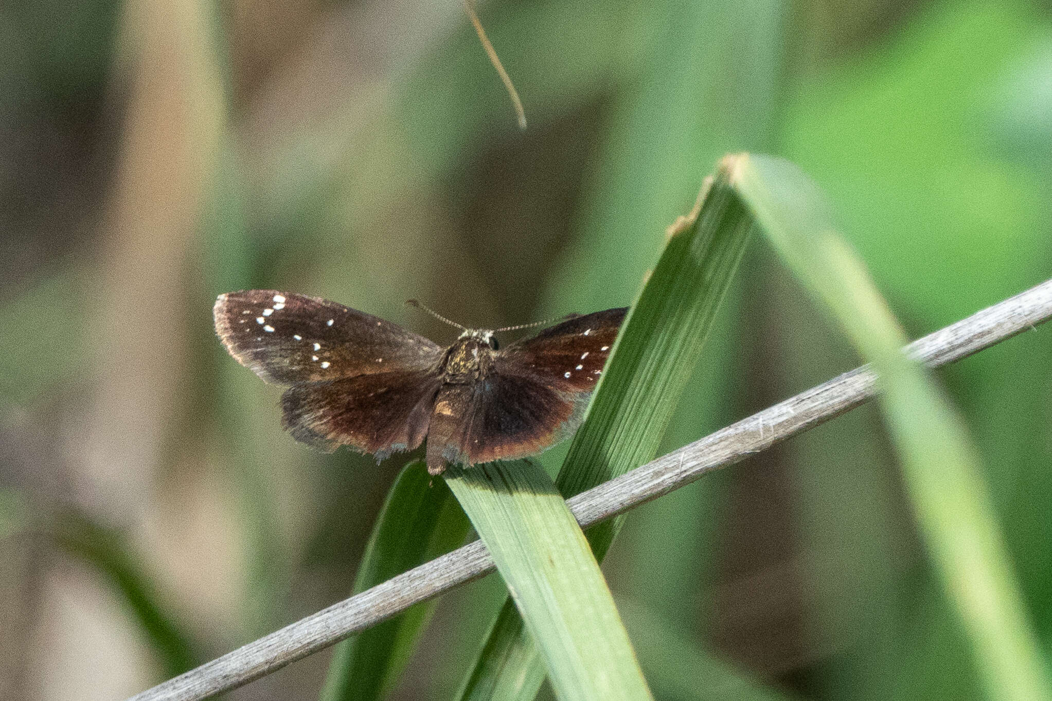 Image of Sootywings