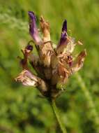 Image of Astragalus danicus Retz.