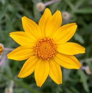 Image of Common Woolly Sunflower