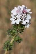 Image of sticky western rosinweed