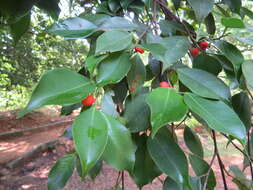 Image de Ficus benjamina L.