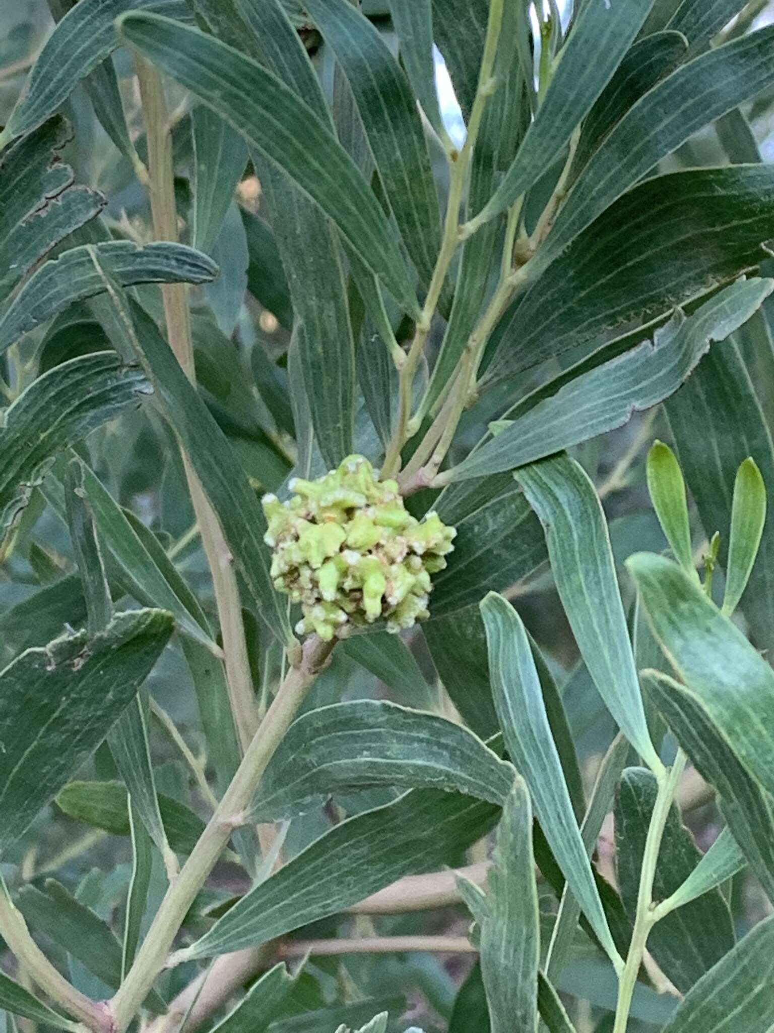 Image of Red-eyed Wattle