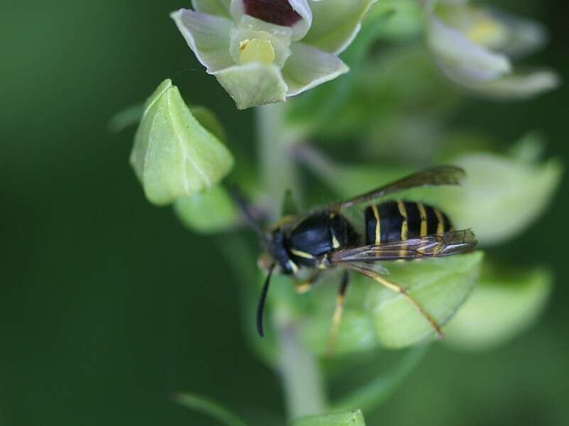 Image of Northern Aerial Yellowjacket