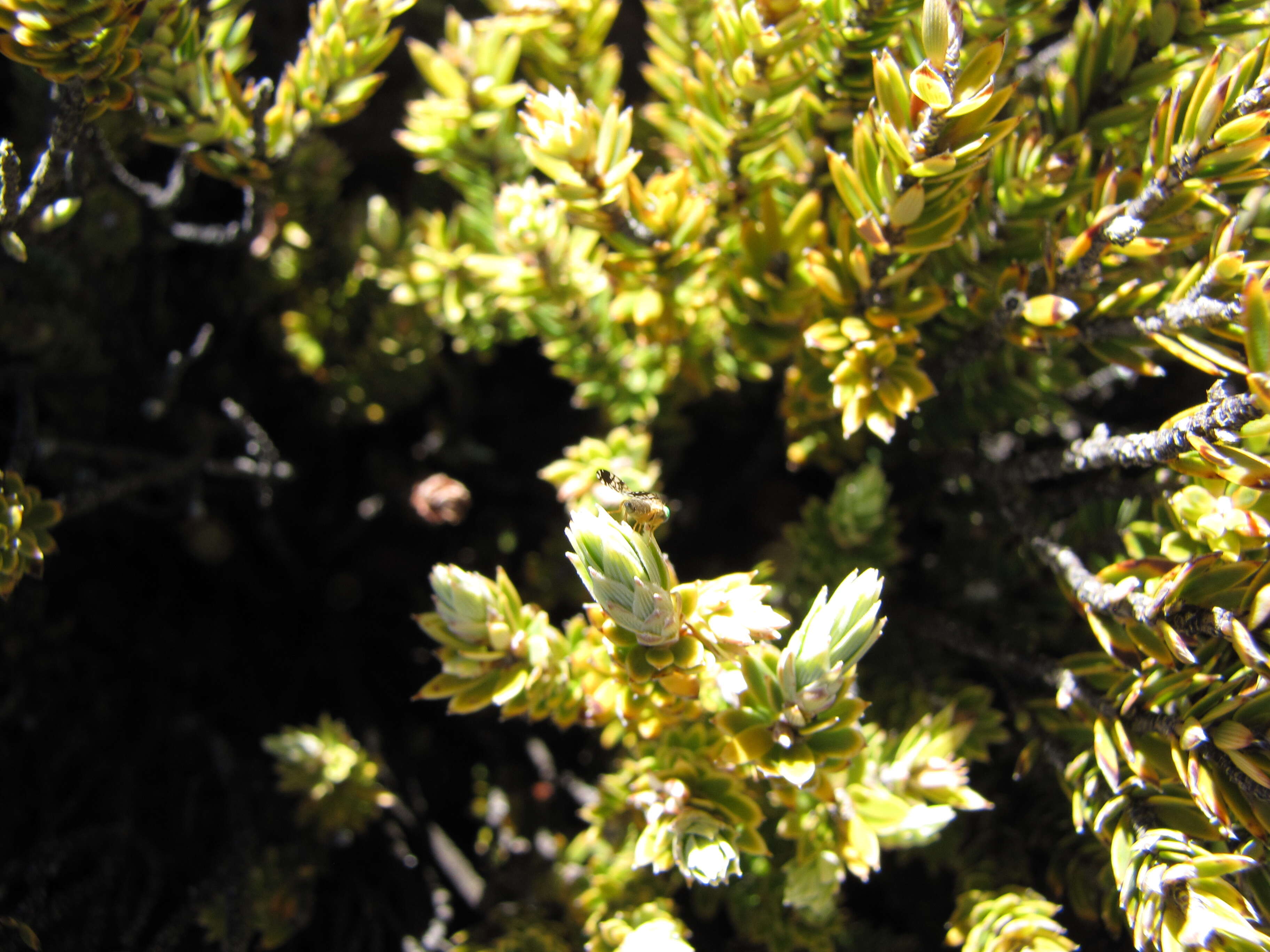 Image of Trupanea crassipes (Thomson 1869)