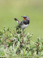 Image of Himalayan Rubythroat