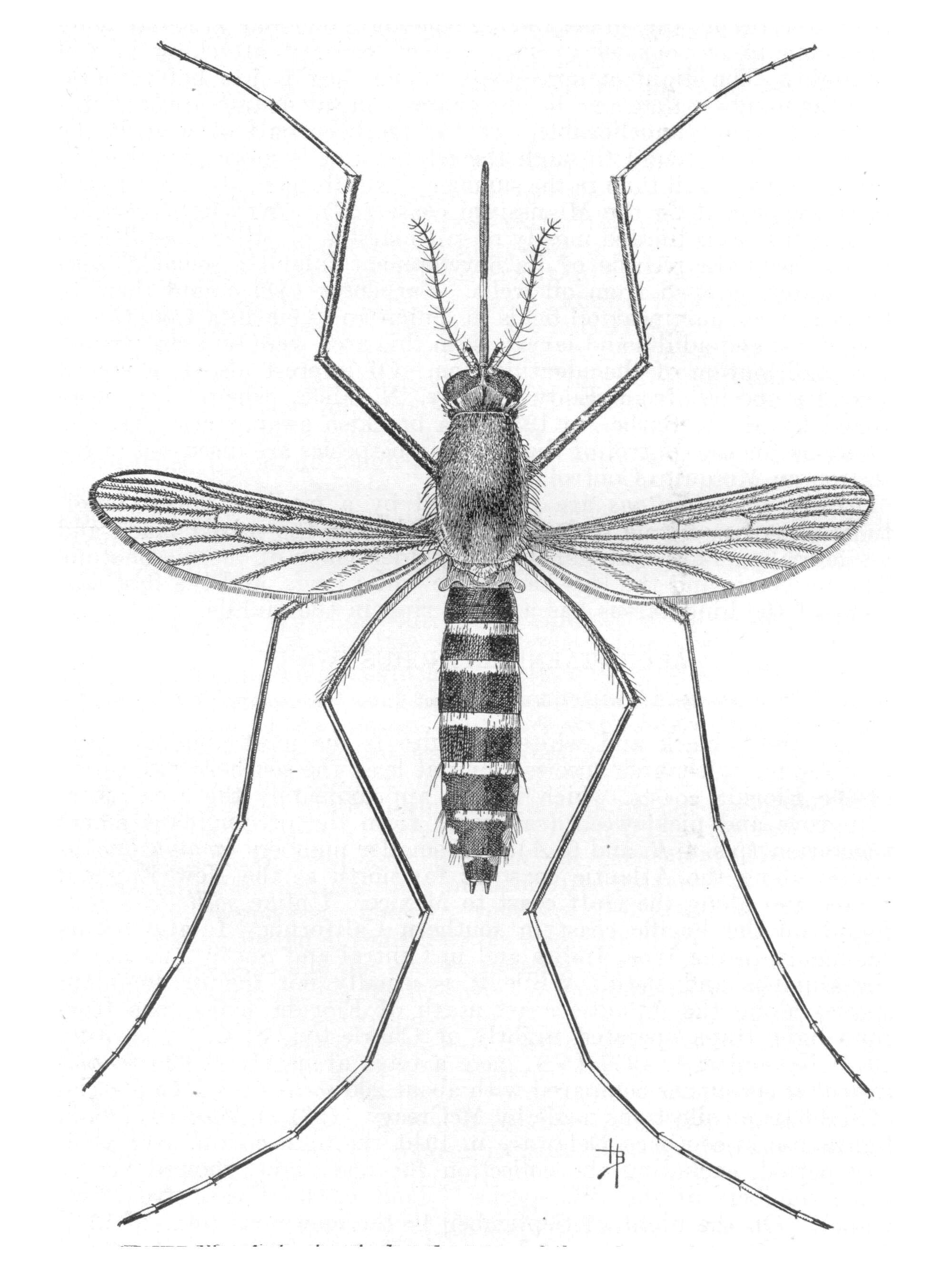 Sivun Aedes taeniorhynchus (Wiedemann 1821) kuva