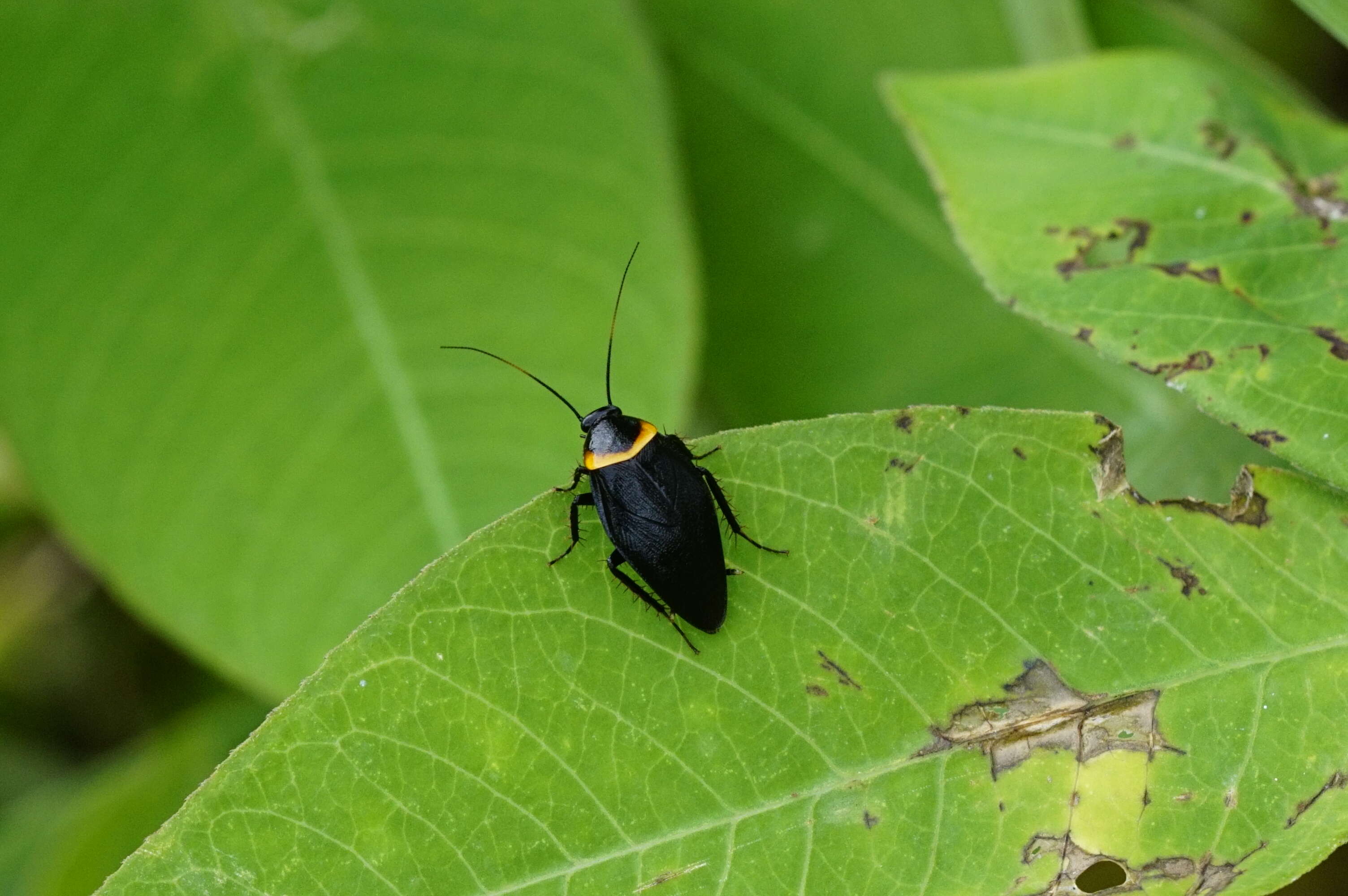 Image of Hemithyrsocera palliata (Fabricius 1798)