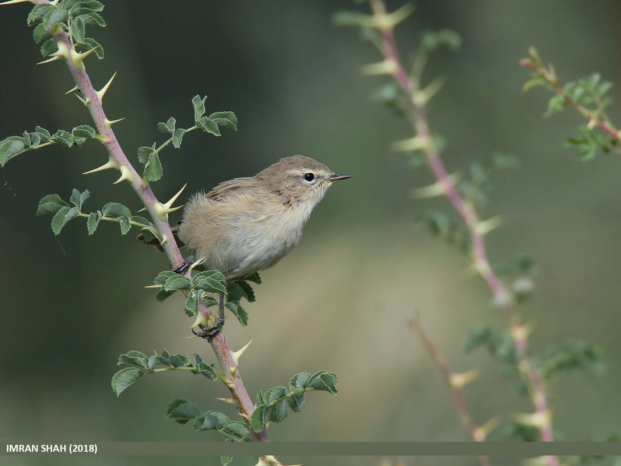 Image of Siberian Chiffchaff