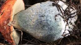 Image of Leccinum manzanitae Thiers 1971