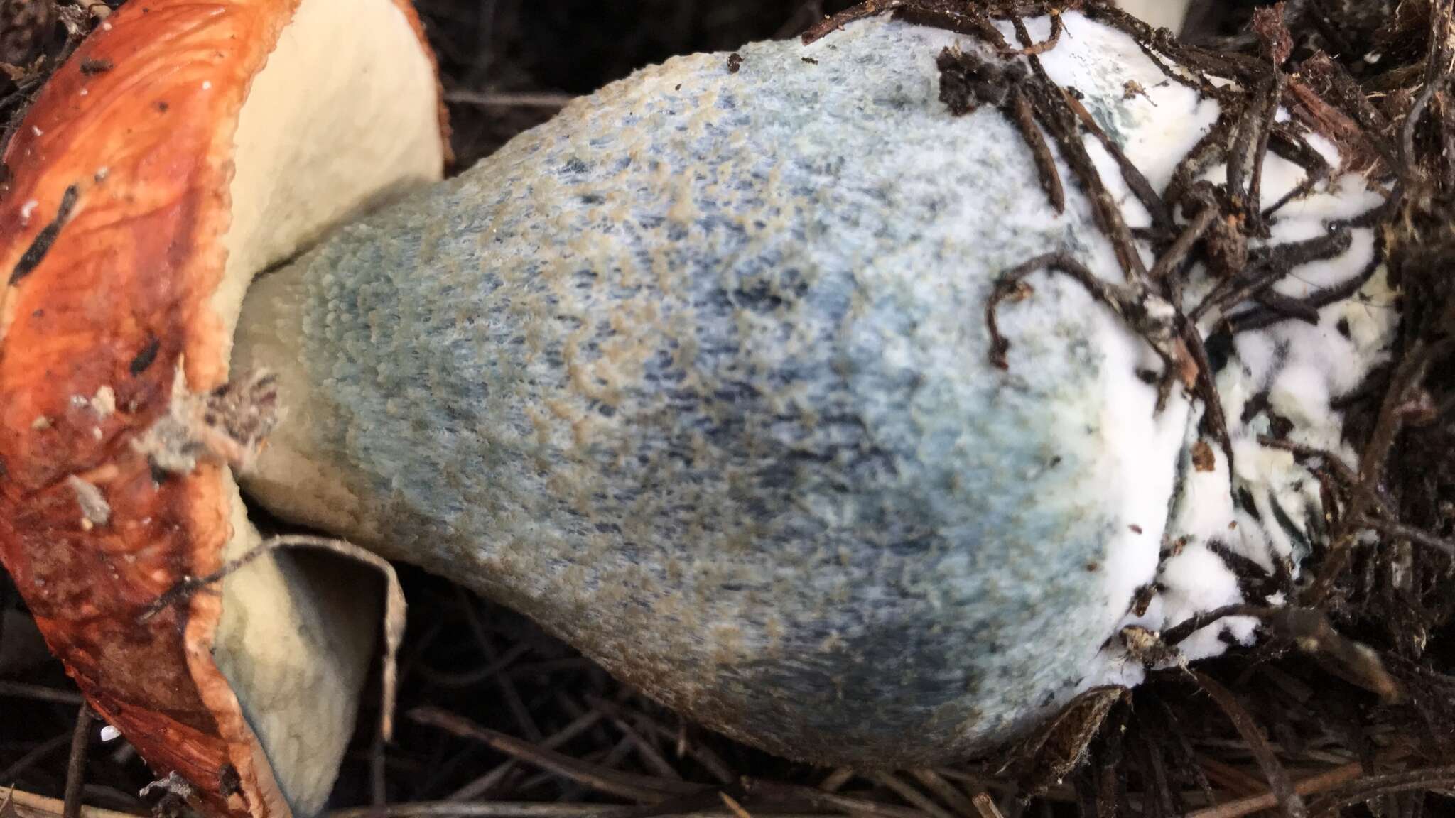 Image of Leccinum manzanitae Thiers 1971