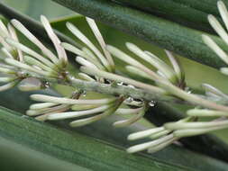 Image of African bowstring hemp