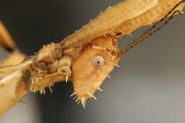 Image of giant stick insect