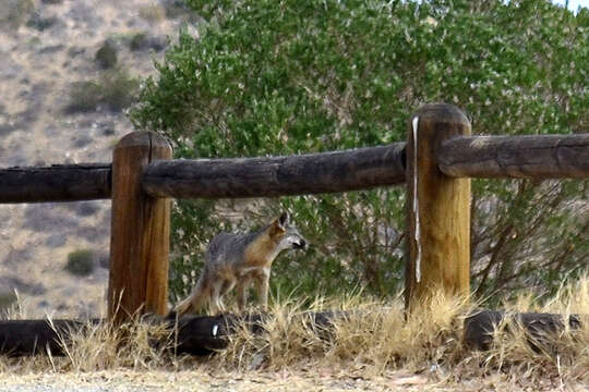 Image of California Channel Island Fox