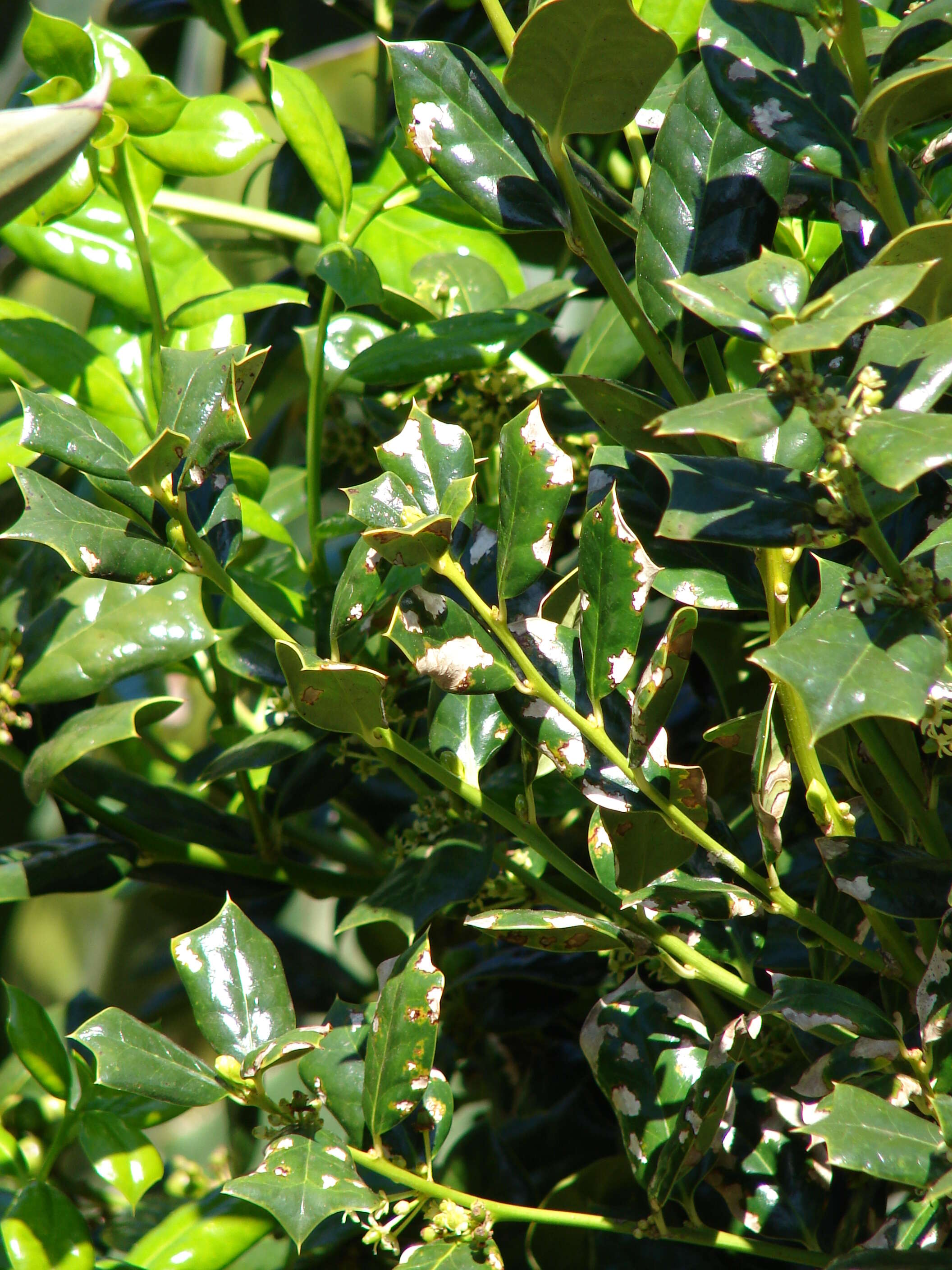 Image of English holly