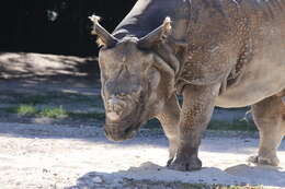 Image of Indian Rhinoceros