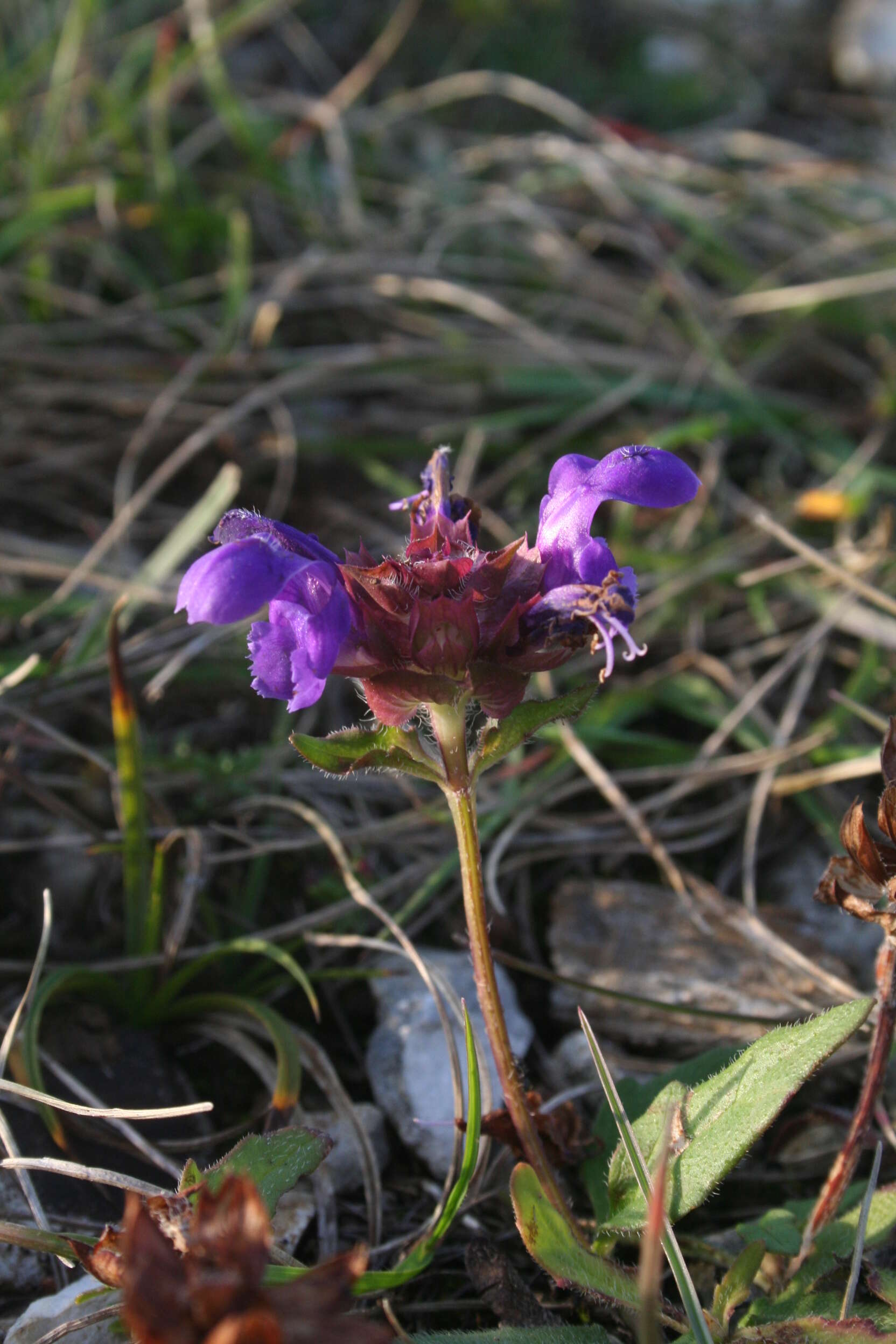 Image of common selfheal