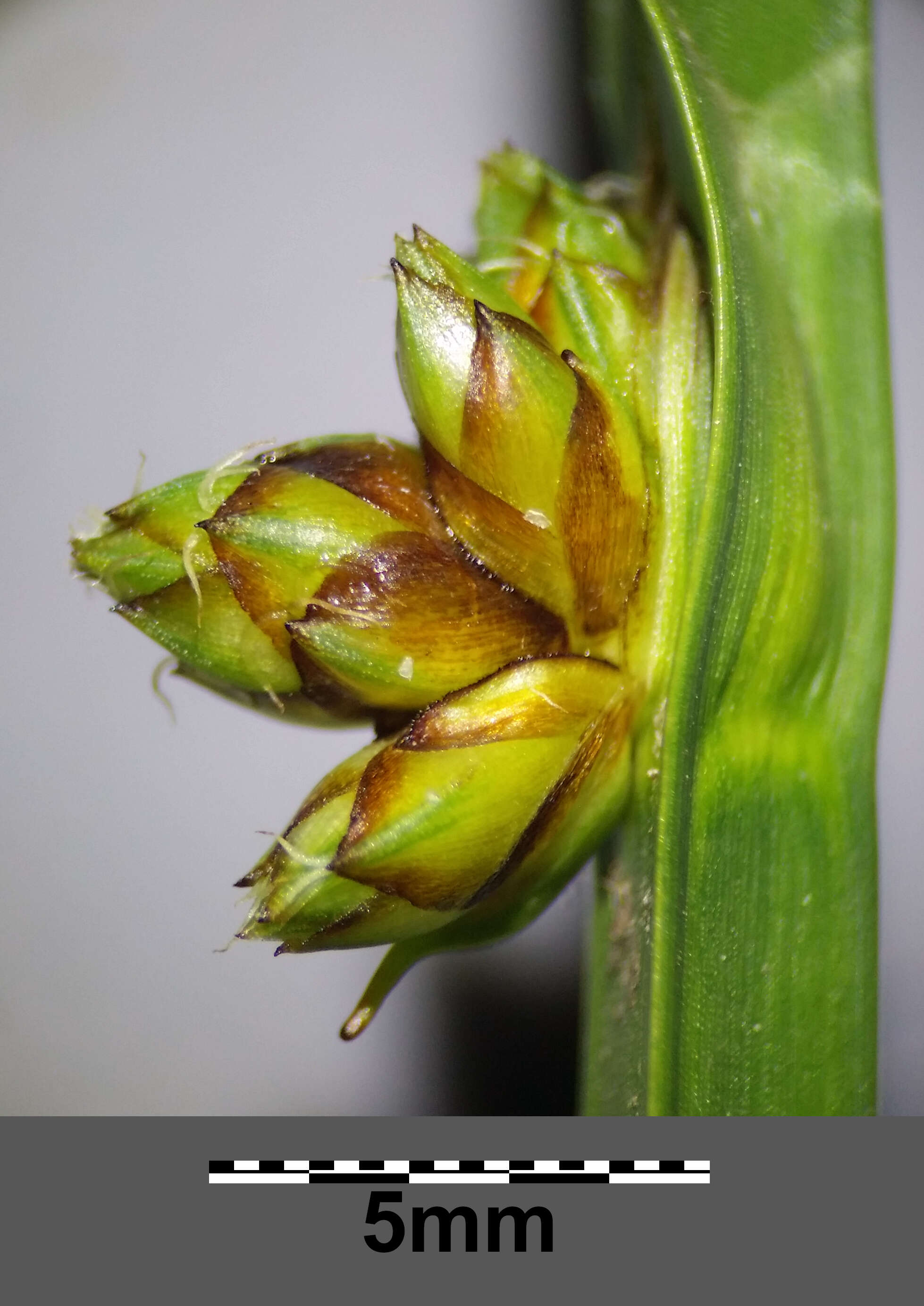 Schoenoplectiella mucronata (L.) J. Jung & H. K. Choi resmi