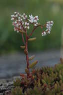 Image of White Stonecrop