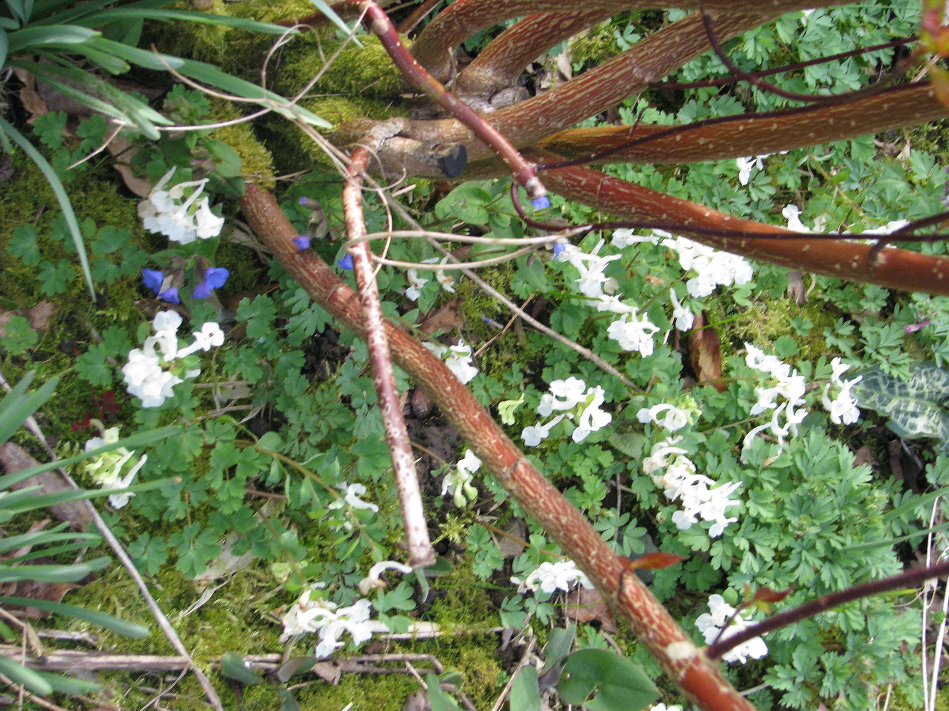 Image de Corydalis malkensis A. I. Galushko