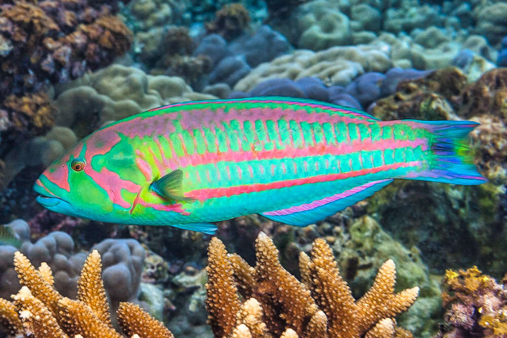 Image of Parrotfish