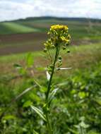 Image of ball mustard