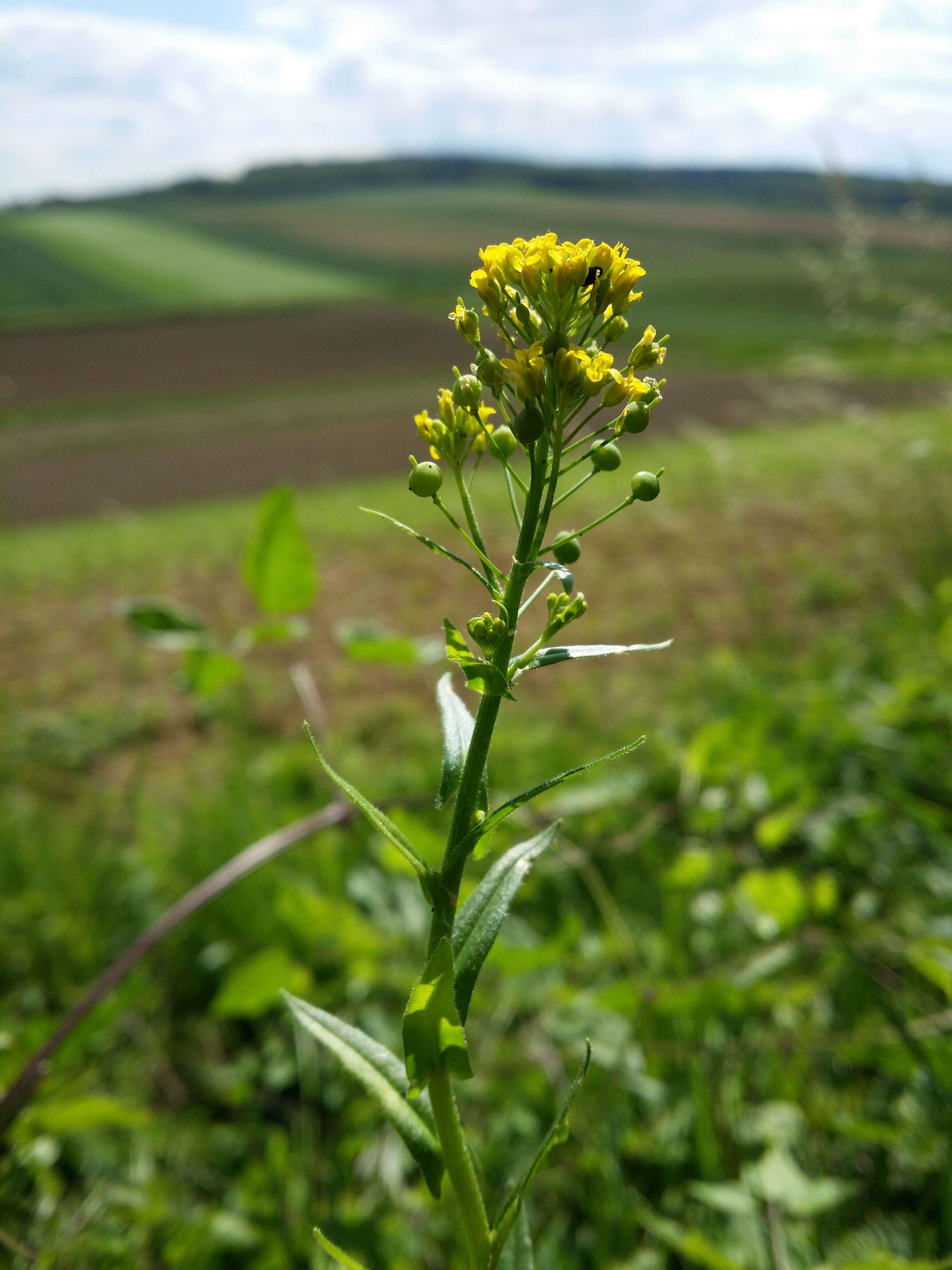 Image of ball mustard