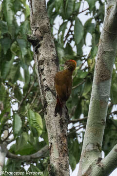 Image of Red-rumped Woodpecker