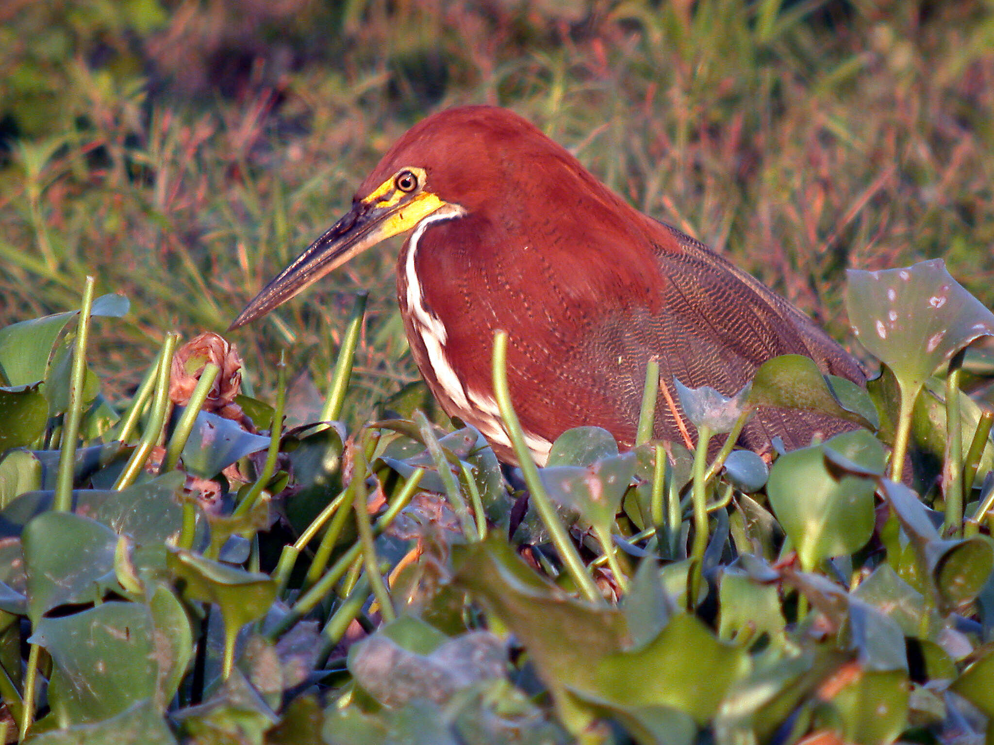 Image of Rufescent Tiger Heron