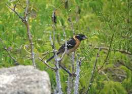 Image of Black-headed Grosbeak