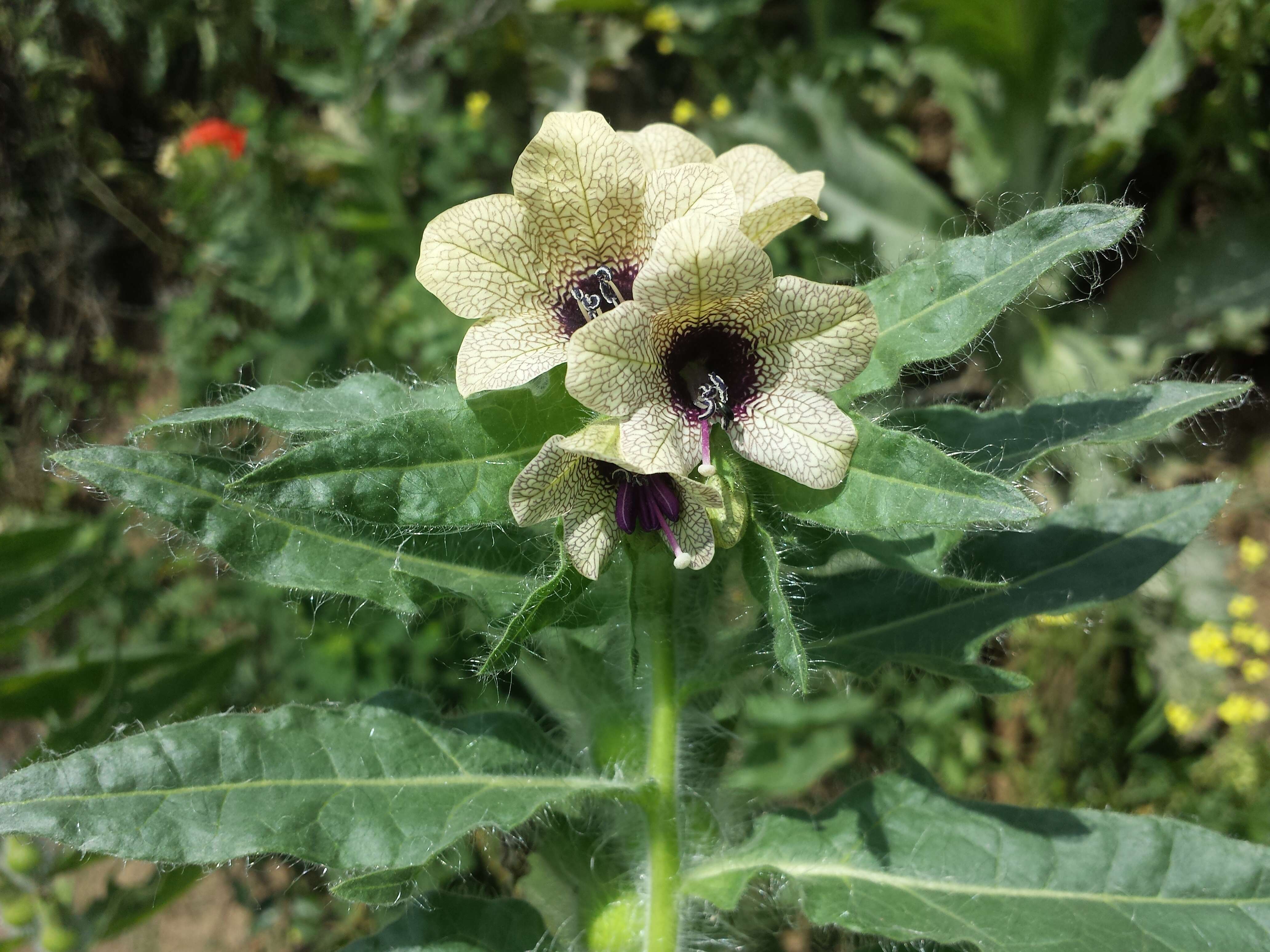 Image of black henbane