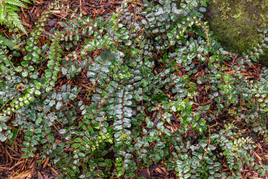 Plancia ëd Pellaea rotundifolia (G. Forst.) Hook.