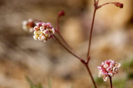 Imagem de Eriogonum thurberi Torr.