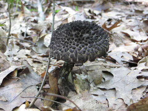 Слика од Strobilomyces strobilaceus (Scop.) Berk. 1851