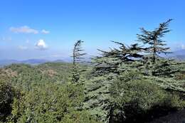 Image of Cyprus Cedar