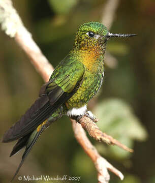 Image of Golden-breasted Puffleg