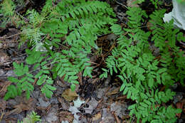 Image of Royal Fern