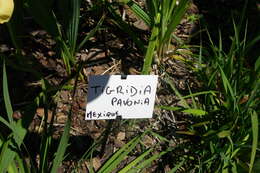 Image of Mexican Shellflower