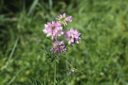 Image of crown vetch