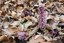 Image of common toothwort