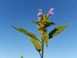 Image of Downy Hemp Nettle