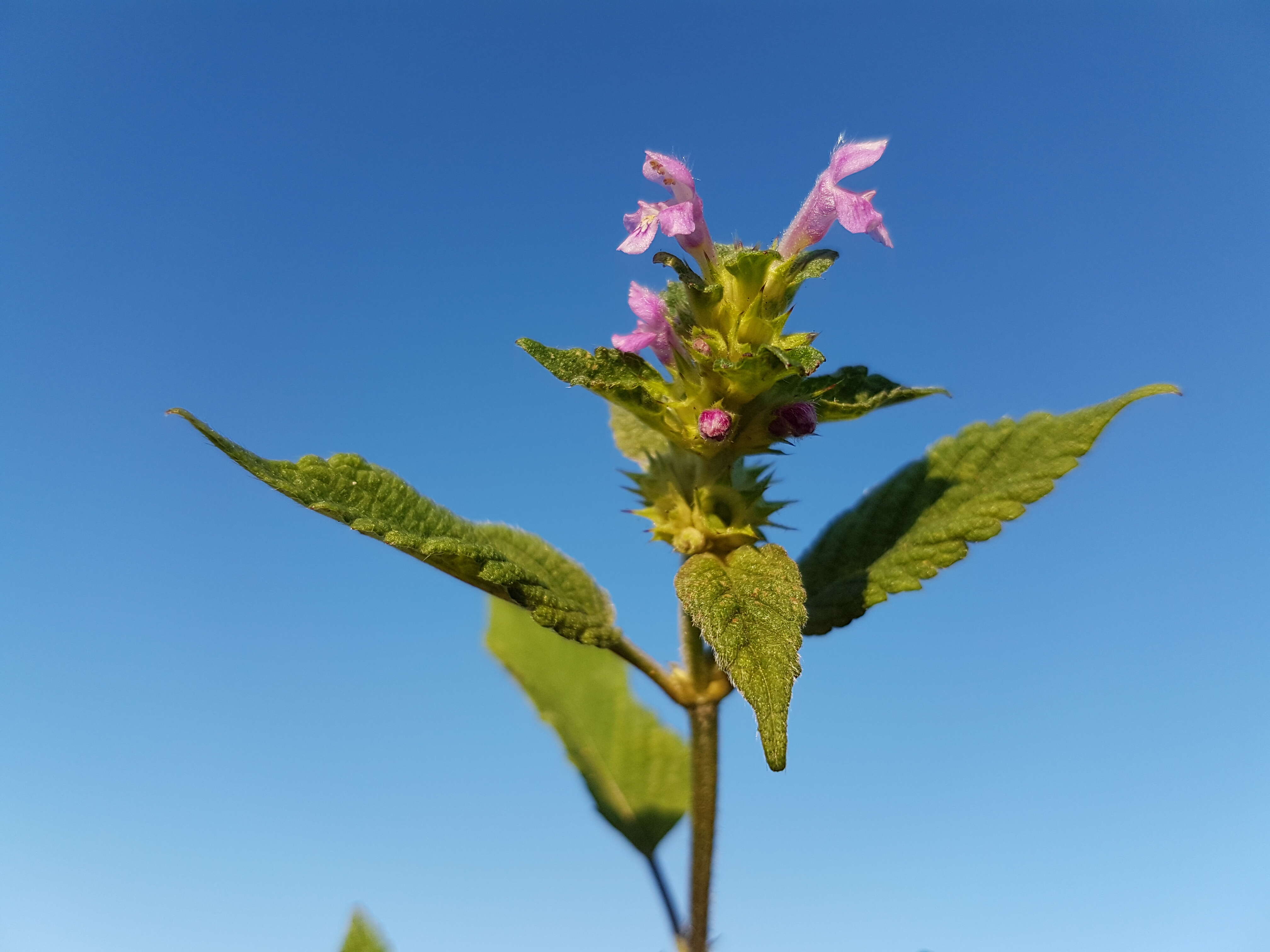 Image of Downy Hemp Nettle