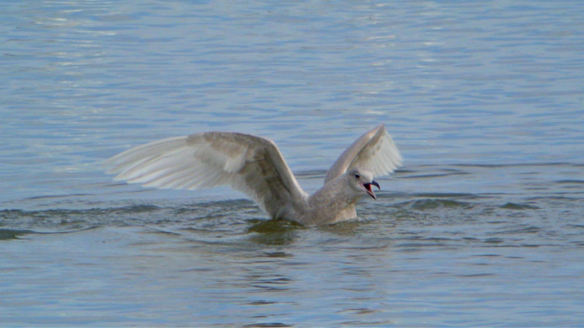 Image of Kumlien's Gull