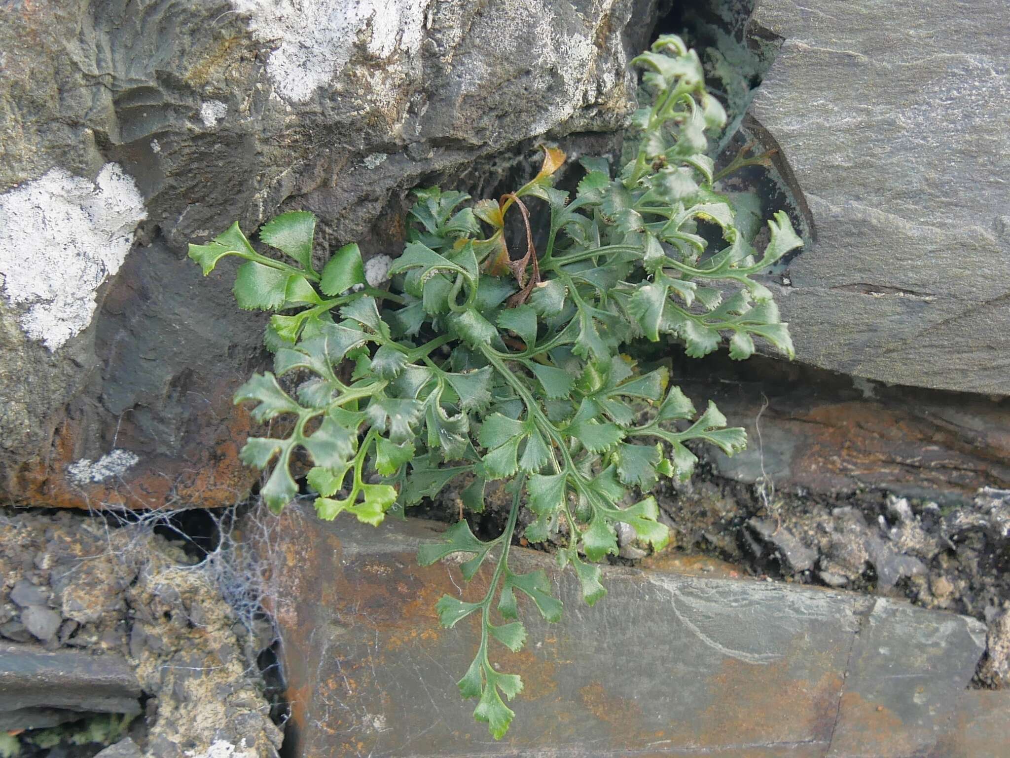 Image of Wall-rue