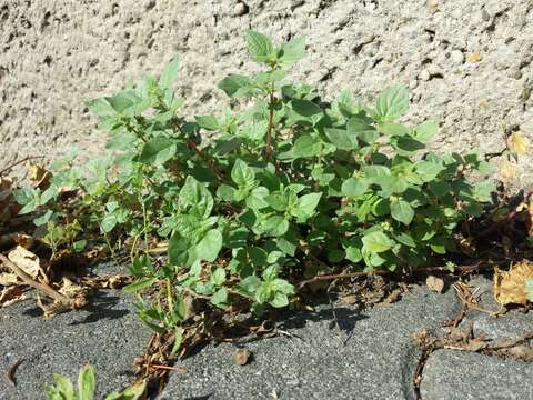 Image of pellitory-of-the-wall