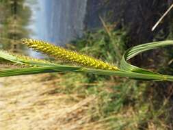 Image of Greater Pond-Sedge