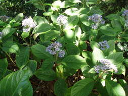 Sivun Hydrangea febrifuga (Lour.) Y. De Smet & Granados kuva