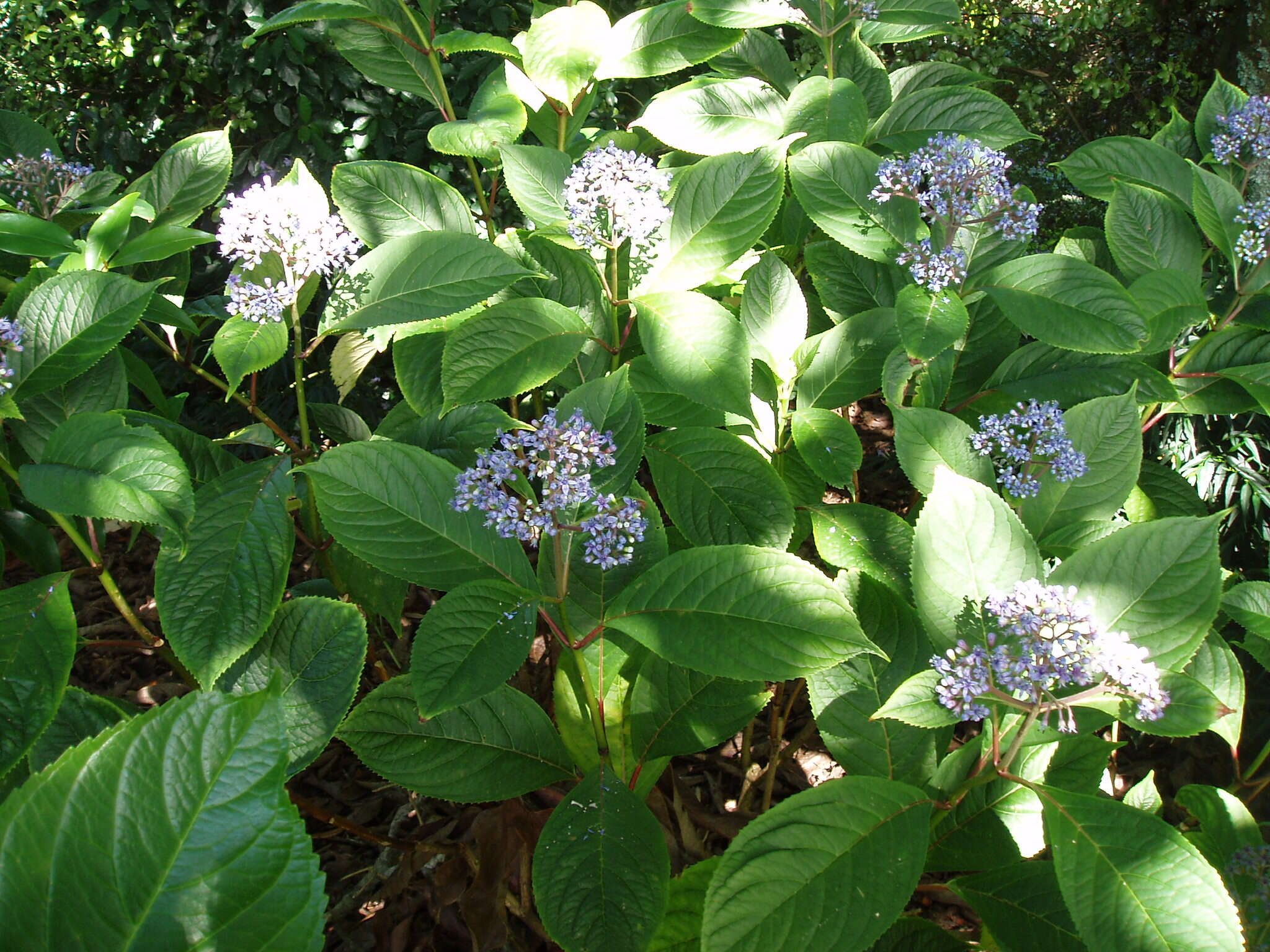 Sivun Hydrangea febrifuga (Lour.) Y. De Smet & Granados kuva