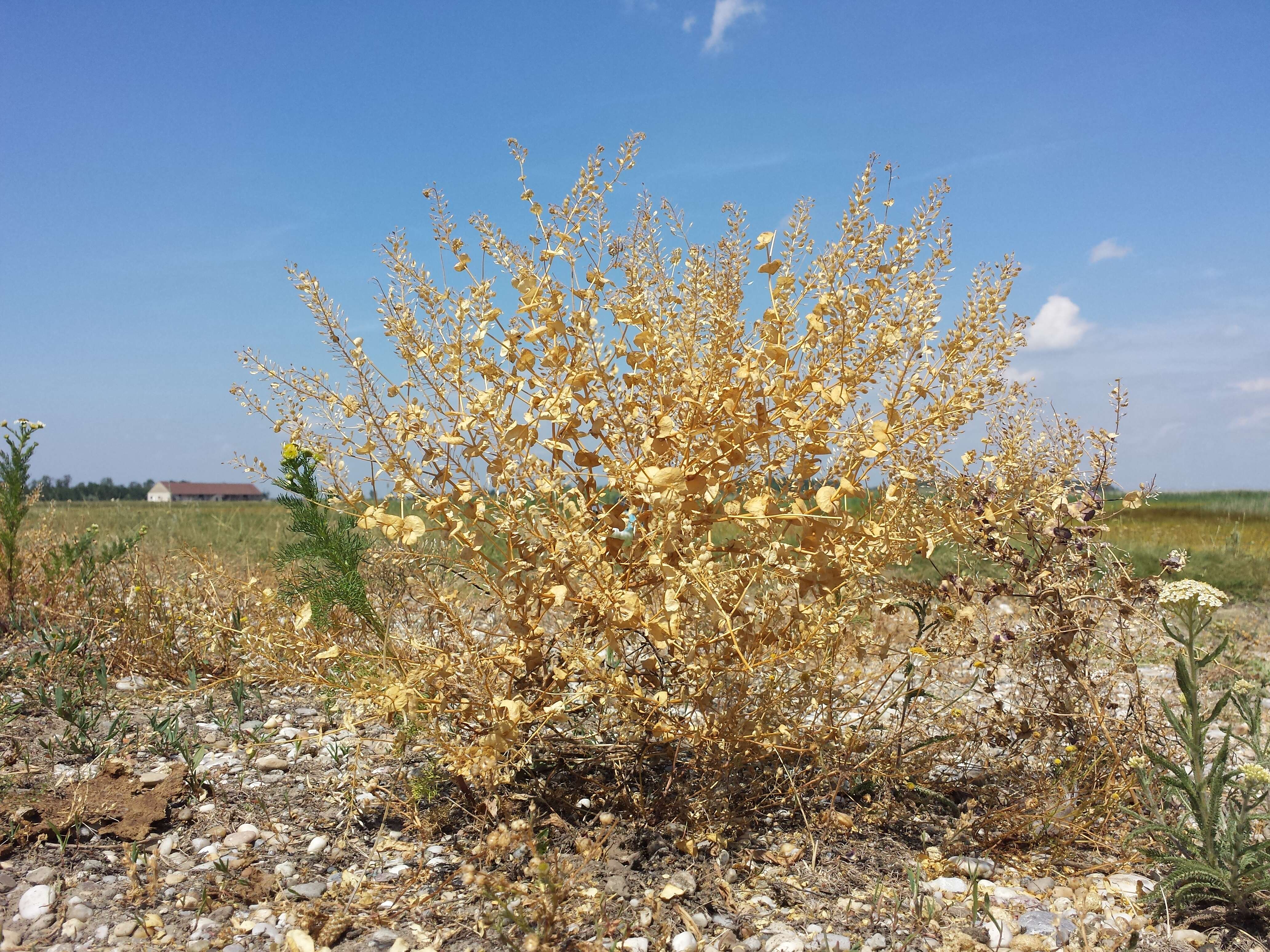 Image of clasping pepperweed