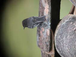 Image of Black Phoebe