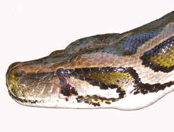 Image of Burmese python
